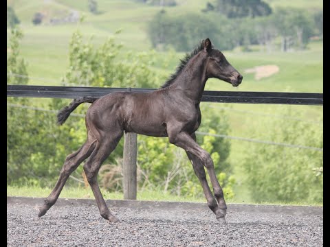 Video Guide for Presenting Your Foal