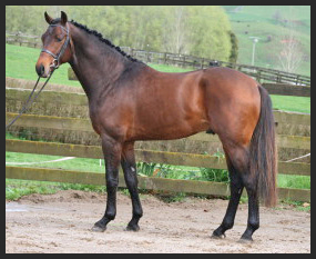 Appleton DHU at the stallion selection as a 4 y/o