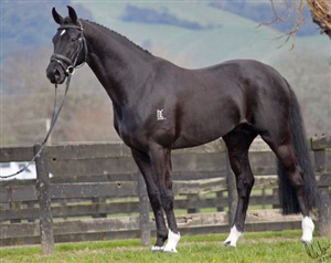 Donnerubin - 3 years old at Stallion parade