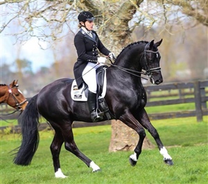 Donnerubin - Stallion Parade 2014 - PSG level dressage