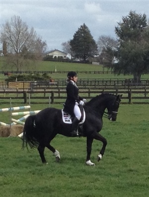 2015 - Stallion Parade - Donnerubin