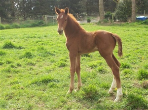 Progeny - Fernlea Diamond Day - Donnerubin x Donnerwind/Landioso - now a National, Regional and National Series Level Dressage Champion in her own right in Levels 1, 2 and 3 dressage