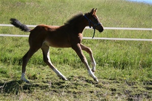 Progeny - CDS Donnerstar - Donnerubin x Gymnastic Star mare - bred by CDS - home of Donnerubin - now a Dressage Champion herself 
