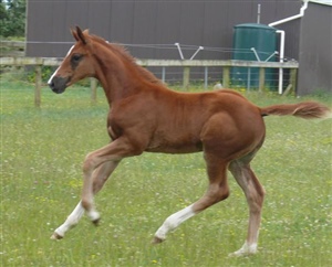 Progeny - Donnerubin x Ramirez mare