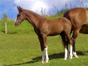 Progeny - Donnerubin x Voltaire II mare