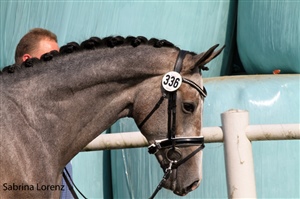 Euro Sport Diamant B