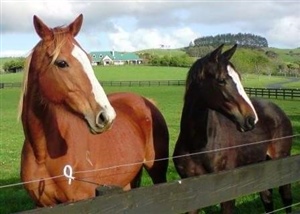 JE Rocher Couvert D'or and his dam