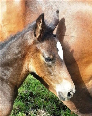 Typical filly head - progeny