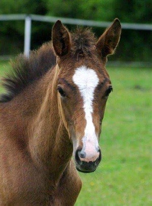 Typical colt head - progeny