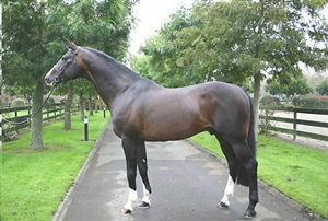 Ramazotti - sire