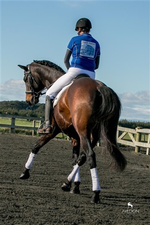 Appleton DHU doing some dressage training