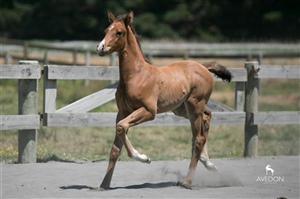 Maddox DHU ( Appleton DHU x Concorde x Indoctro)