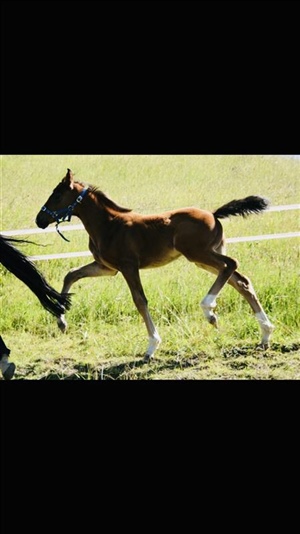 CDS Donnerstar - Donnerubin x Gymnastic Star mare.   Now a champion in her own right.