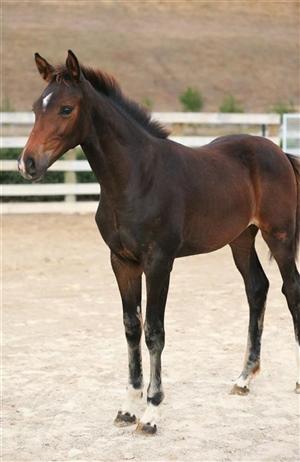 Chardonnay HL (Filly by Carpaccio BDV Z out of Paradise NZPH)