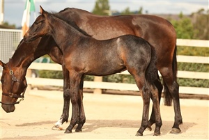 Chantilly VWNZ ( Filly by Carpaccio BDV Z out of Showtym Silhouette)