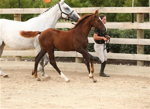 Debutant VWNZ - Filly by Daminos