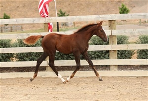 Debutant VWNZ - Filly by Daminos