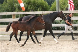 Danske VWNZ - Filly by Daminos