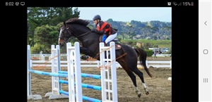 Show jumping in the 1.0m class