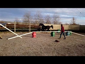 FREE JUMPING CORTO MALTESSE MSJ