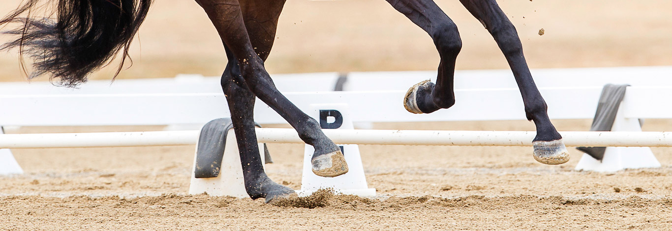 NZ Warmblood Association