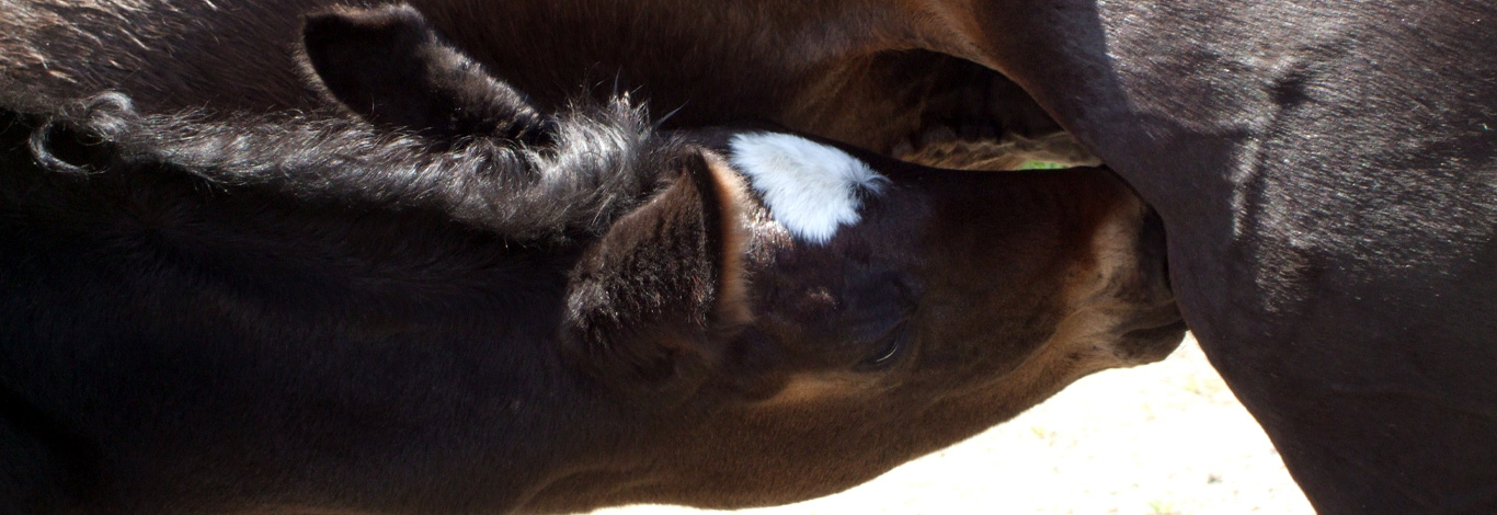 NZ Warmblood Association History